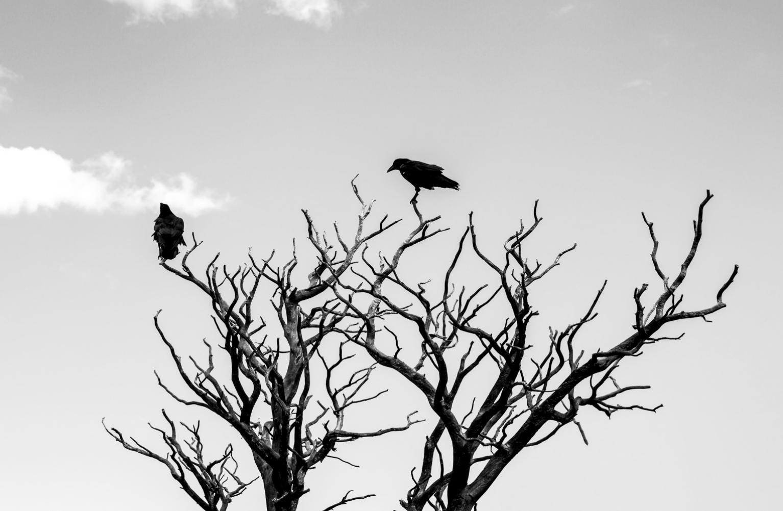 Photographe Freelance © Az Raw Photography